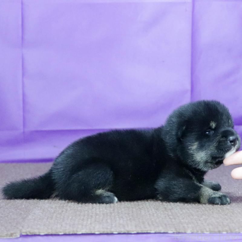 販売中の愛知県の柴犬-402734の4枚目